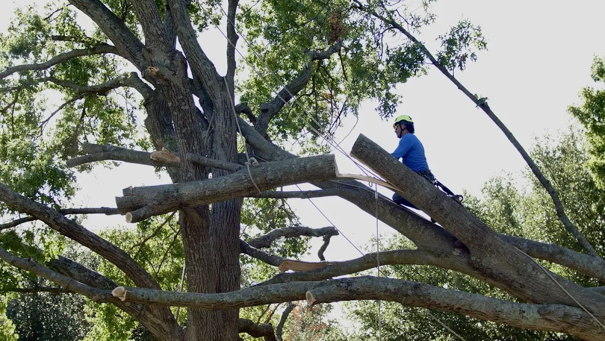 Professional Hazardous Tree Removal performed by certified arborists in Hickman