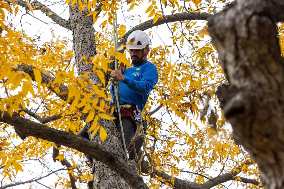 Skilled Tree Pruning crew working in Hickman