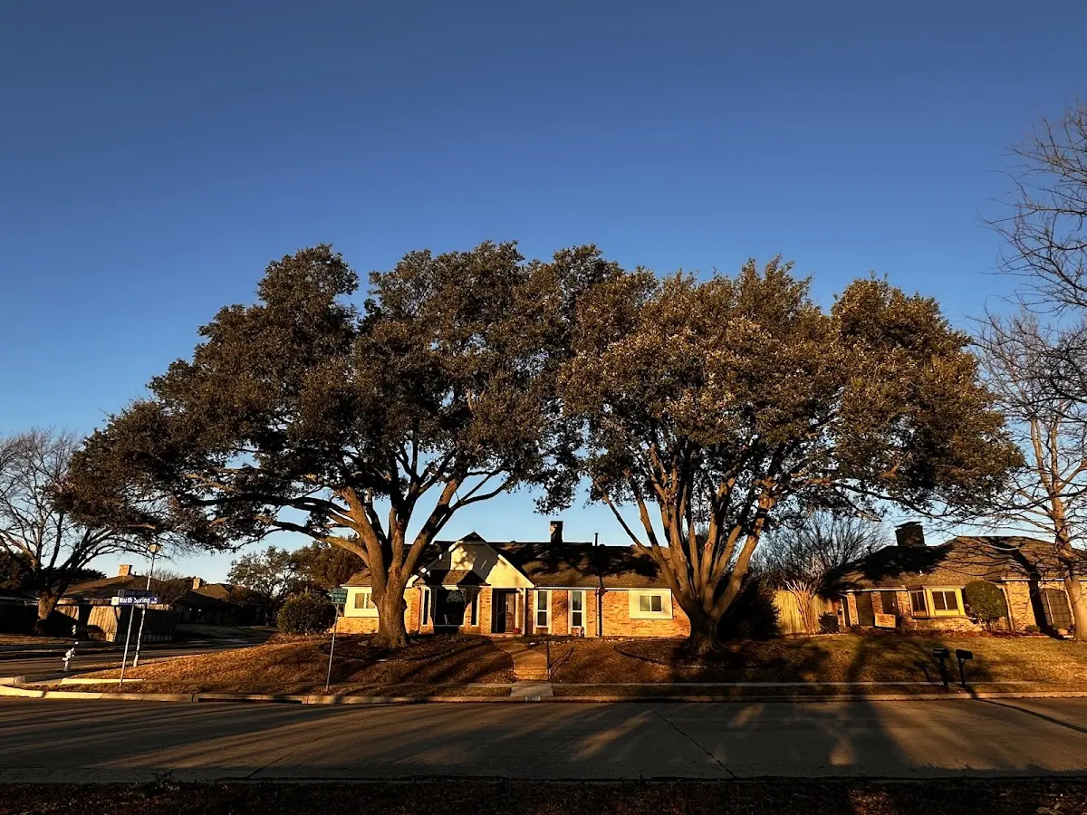 Established residential canopy tree shading a home in Hickman